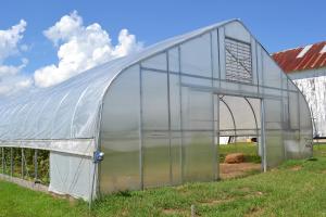 Quality Single Tunnel PE Film Greenhouse Economic Type Vegetable Green House wholesale