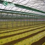 Large-Scale Farming Container with Multi-Span Agricultural Greenhouses