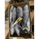 New Stock Tuna Whole Round 500g Sea Frozen Bonito Fish