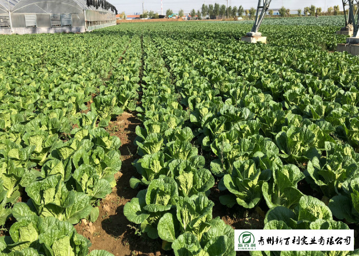 Natural Plant Flat Head Cabbage Improve Digestion Easy Store For Supermarket