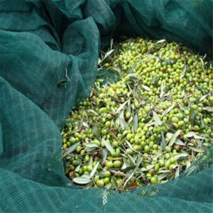 Quality HDPE Olive Net (Harvesting Net) wholesale