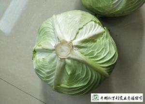 Quality Round Chinese Manufactured Cabbage 2 Kg / Per No Pesticide Residue wholesale