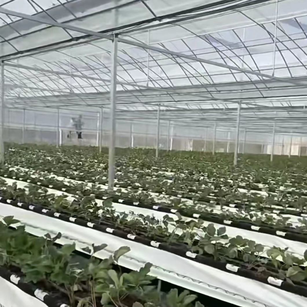 Multi-Span Greenhouse with Drip Irrigation System