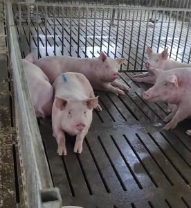 Quality Hot Dip Galvanized Steel Back Up Gestation Pens For Sows wholesale