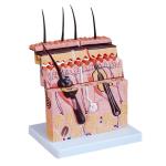70 X Enlarged Medical Educational Anatomy Human Skin Model