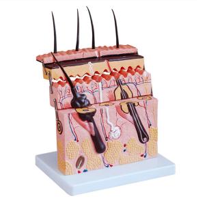 Quality 70 X Enlarged Medical Educational Anatomy Human Skin Model wholesale