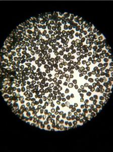 Quality Low Magnetic Diamond Dust Abrasive Materials , Nanodiamond Powder RCSD Series wholesale