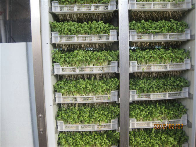220V/380V Automatic Bean Sprout Machine 2kw Fodder Growing Systems