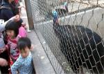 Commercial Bird Cages 30m Aviary Wire Netting No Elongation