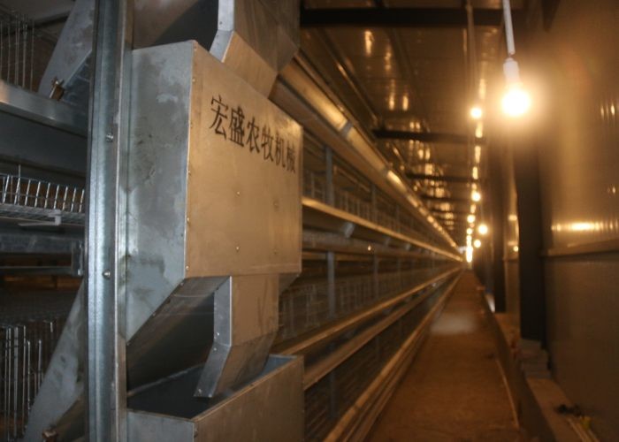 Commercial A Frame Chicken Raising Equipment Less Than 0.05% Egg Broken Rate