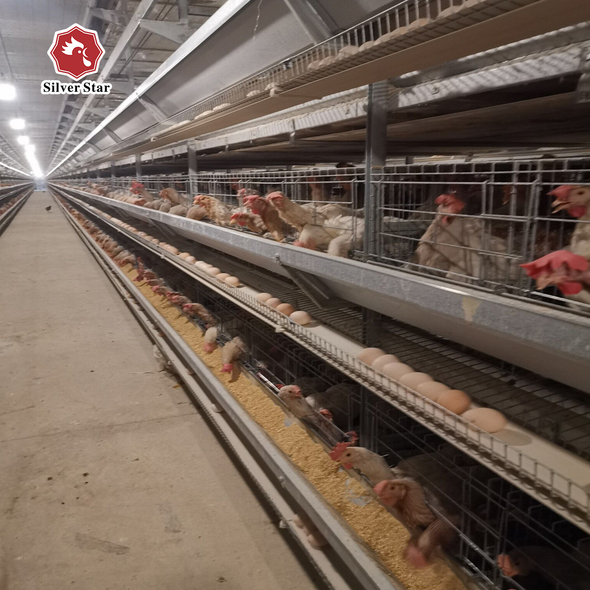 Q235 72 birds / set Layer Chicken Steel Cage With Full Automatic System