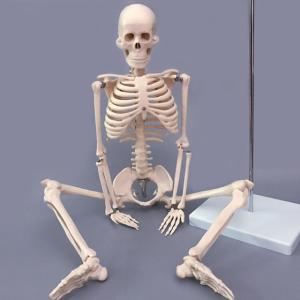 Quality Medical Pvc Simulation 85cm Small Anatomical Skeleton Model wholesale