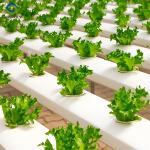 Steel Frame Smart Hydroponic Greenhouse For Tomato Strawberry Planting