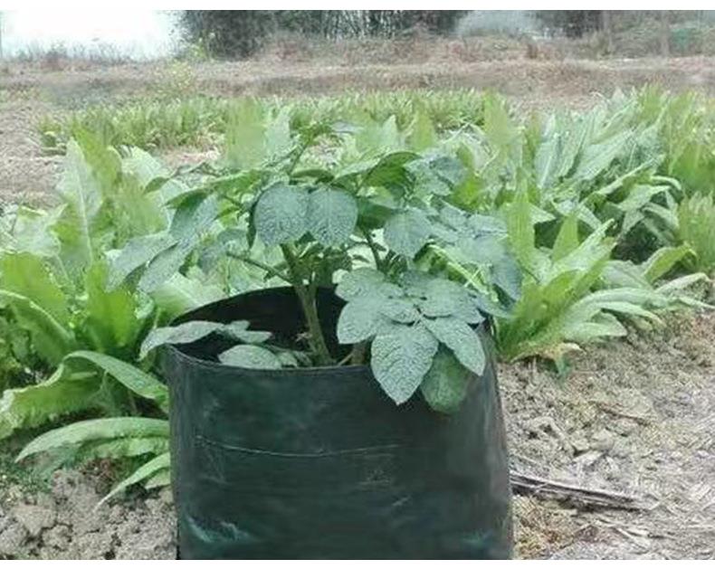 Flap Access Vegetable Growth Bag for Environmentally Friendly Material Custom Capacity