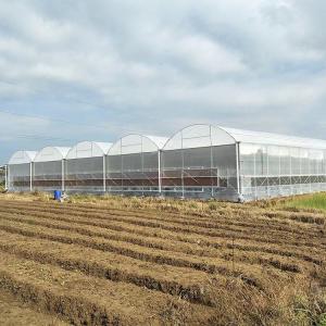 Quality Poly Tunnel 200 Micron Plastic Film Greenhouse For Tomato Growing wholesale