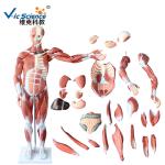 Medical Science Male Human Muscle Anatomy 3d Model 80cm 27 Parts VIC-334