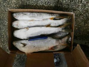 Quality 500g Frozen Grey Mullet wholesale