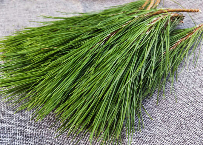 Pine Leaves Herbal Extract Powder
