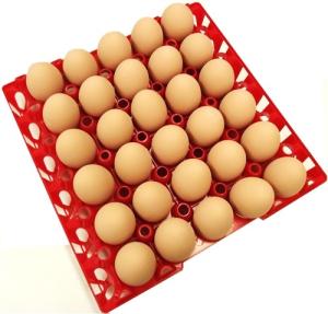 Quality Egg tray with 30 holes PP plastic material and different color QL401 wholesale