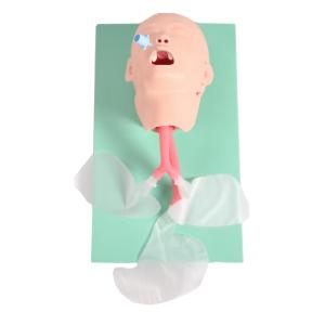 Quality Realistic Cpr Training Manikins Child Tracheal Intubation Model wholesale