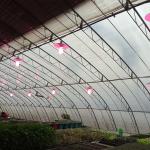 Winter Plastic Film Tunnel Passive Solar Greenhouse Single Span Heat Preservatio