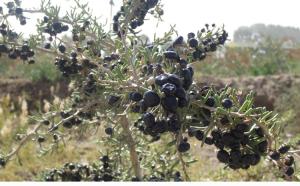 Quality Wild black goji berry/ Chinese black wolfberry/black medlar wholesale