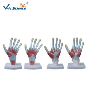 Quality 4pieces/Set Human Hand Pvc Anatomical Medical Model wholesale