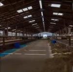 Farmhouse Style Steel Structure Cow Shed Prefabricated Temporary Storage