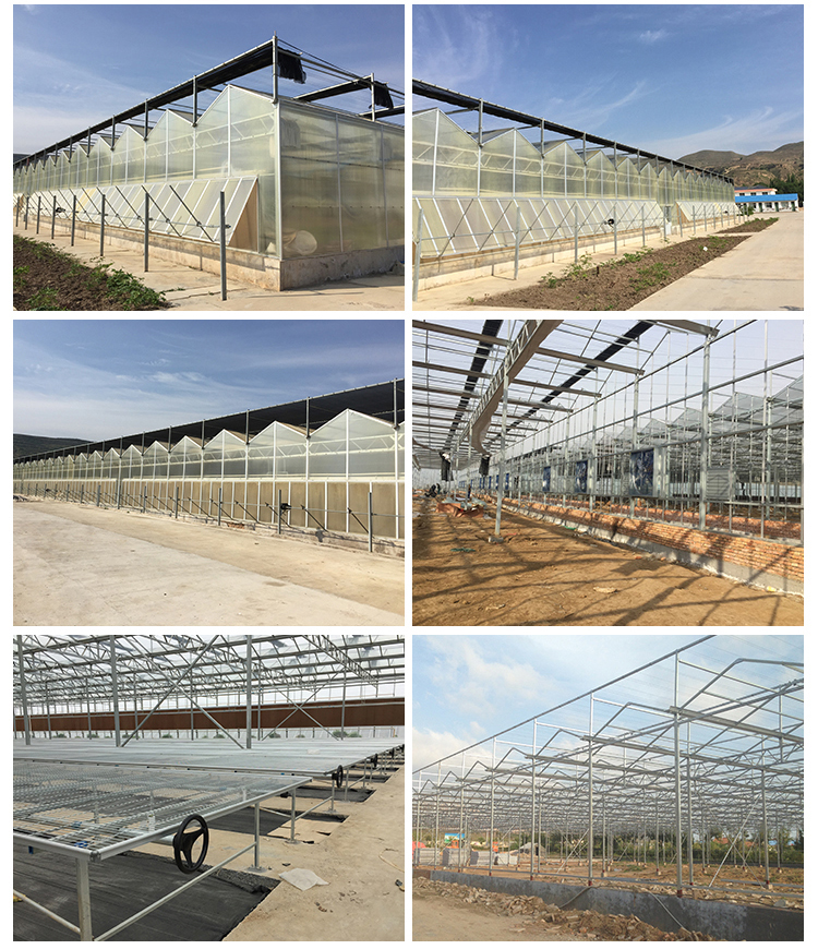 Multi-Span Agricultural Greenhouses for Sustainable Fruits and Vegetables Cultivation