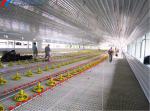 Quick Fitting Automatic Feeding And Drinking System For Broiler Chicken Shed