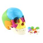 Didactic Exploded Cranial Model 22 Parts Chromatic Life Size for Medical