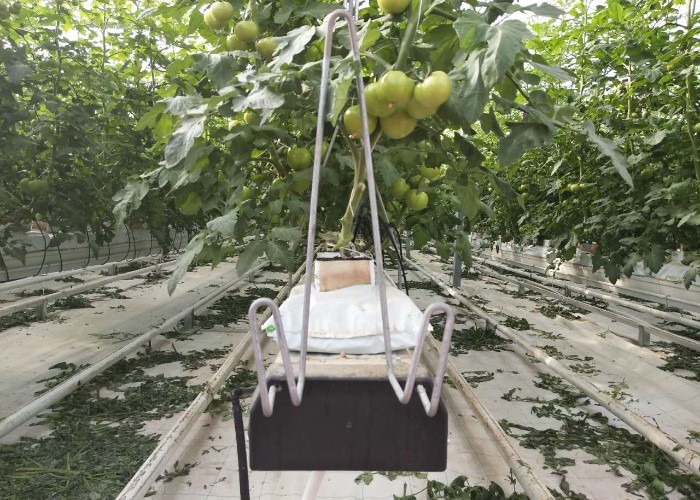 Large Agricultural Polycarbonate Sheets Greenhouse Price From China