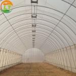 Film Cover Single-Span Agricultural Greenhouses for Agricultural Cultivation
