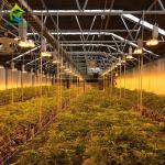 Blackout Mushroom Single-span Tunnel Light Deprivation Greenhouse For Agricultur