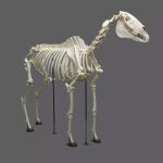 Life Size Dinosaur Skeleton Replica Fossils Waterproof / Sunproof