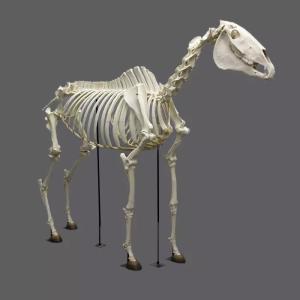 Quality Life Size Dinosaur Skeleton Replica Fossils Waterproof / Sunproof wholesale