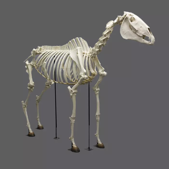 Life Size Dinosaur Skeleton Replica Fossils Waterproof / Sunproof