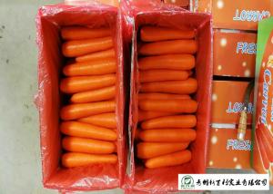 Quality Own Plantation Fresh Chinese Carrot No Stain For Frozen Vegetable Factory wholesale