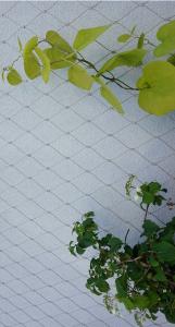Quality Smooth Surface Stainless Steel 316 Wire Rope Mesh For Plant climbing wholesale