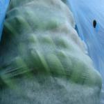 Anti UV Plant Protection Bag Windproof PP Non Woven Fabric For Banana