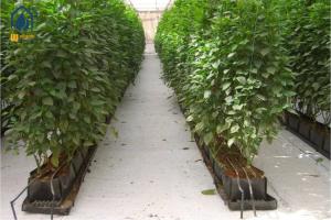 Quality Hydroponic Plant Growth Planting Trough PP Roll Within 0.7mm Thickness wholesale