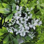Wedding Artificial Silk Flower Wall Panel Backdrop Hedges Fence Faux Ivy Vine