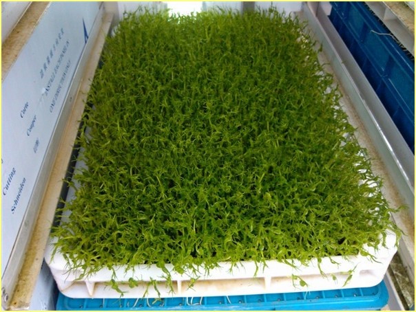 Animal Hydroponic Fodder Machine Greenhouse Hydroponic Growing Systems