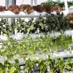 0.15/0.20mm Po/PE Film Covered Multi Span Greenhouse Temporary Heating