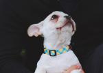 XS Sunrise Polyester Dog Collar Accessories HiDREAM Profusion Martingale