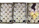 Sweet Juicy Fresh Chinese Ya Pears Fruit Delicious Crown Pear