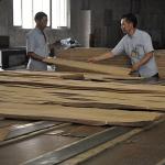 Real Wood Veneer Basswood Slice Cut For Size 13cm Up Flat Cut Straight For