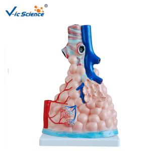 Quality Magnified Pulmonary Alveoli Human Anatomical Model 36x23x12cm wholesale