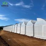 Customized Hydroponics System in Commercial Multi Span Tunnel Plastic Film