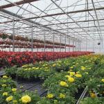 2000.000kg Package Gross Weight Anti-Drip Fogging Film Greenhouse for Vegetable